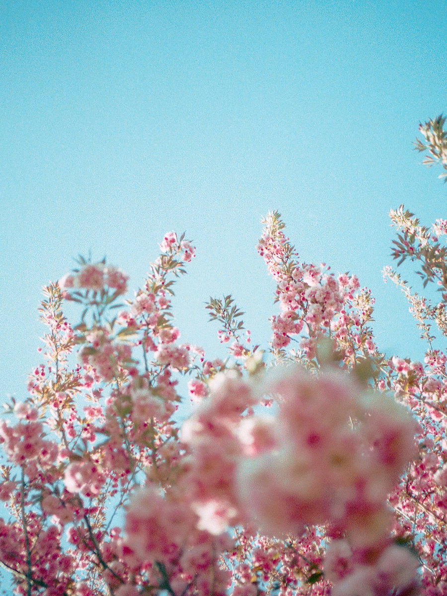 nev_in_color's tweet photo. flowers on film. 🎞 https://t.co/HB3nizVE2v