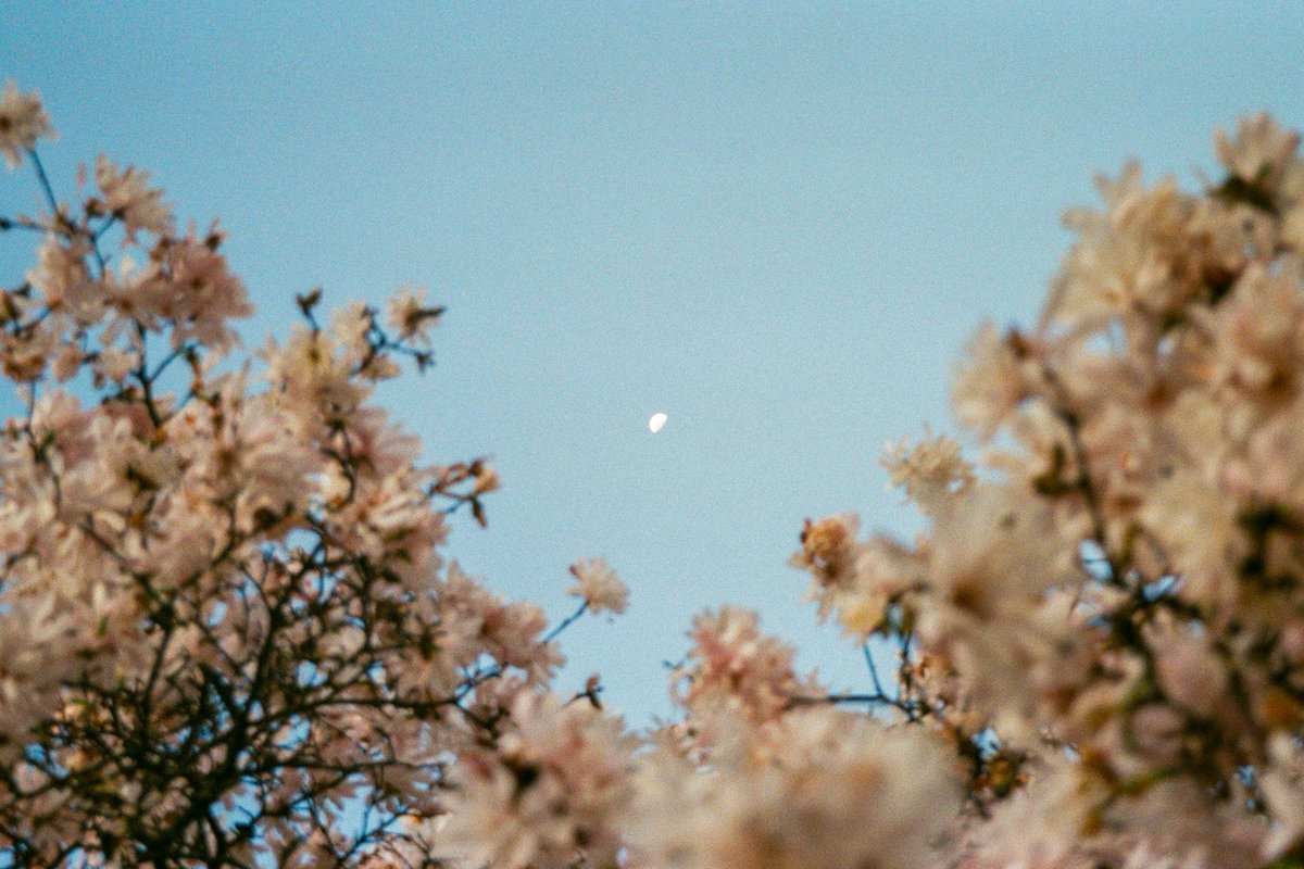 flowers on film. 🎞