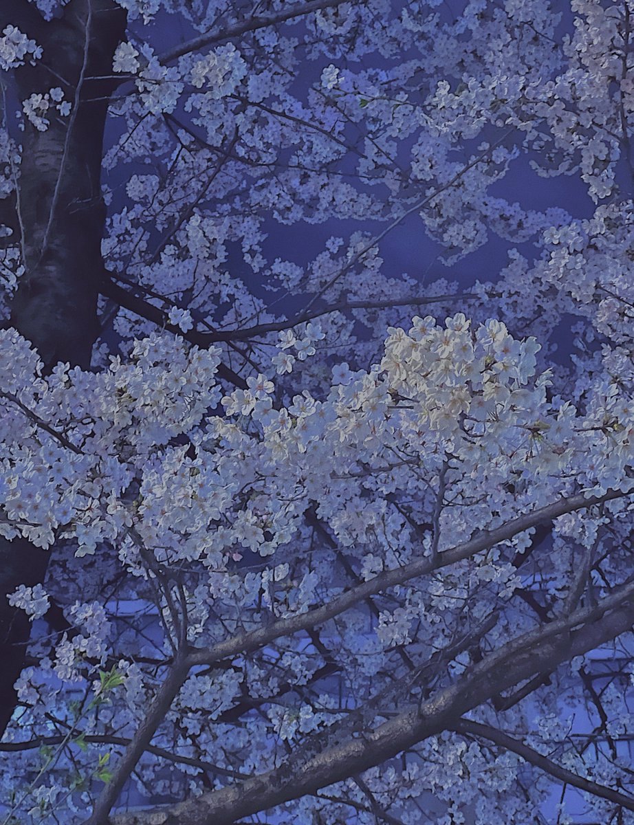 _travelkim's tweet photo. 밤벚꽃은 또 밤벚꽃대로 짱이네… 참 길 가다가 발걸음 느려지기 좋은 계절이다.. https://t.co/RjPpr8MEG5