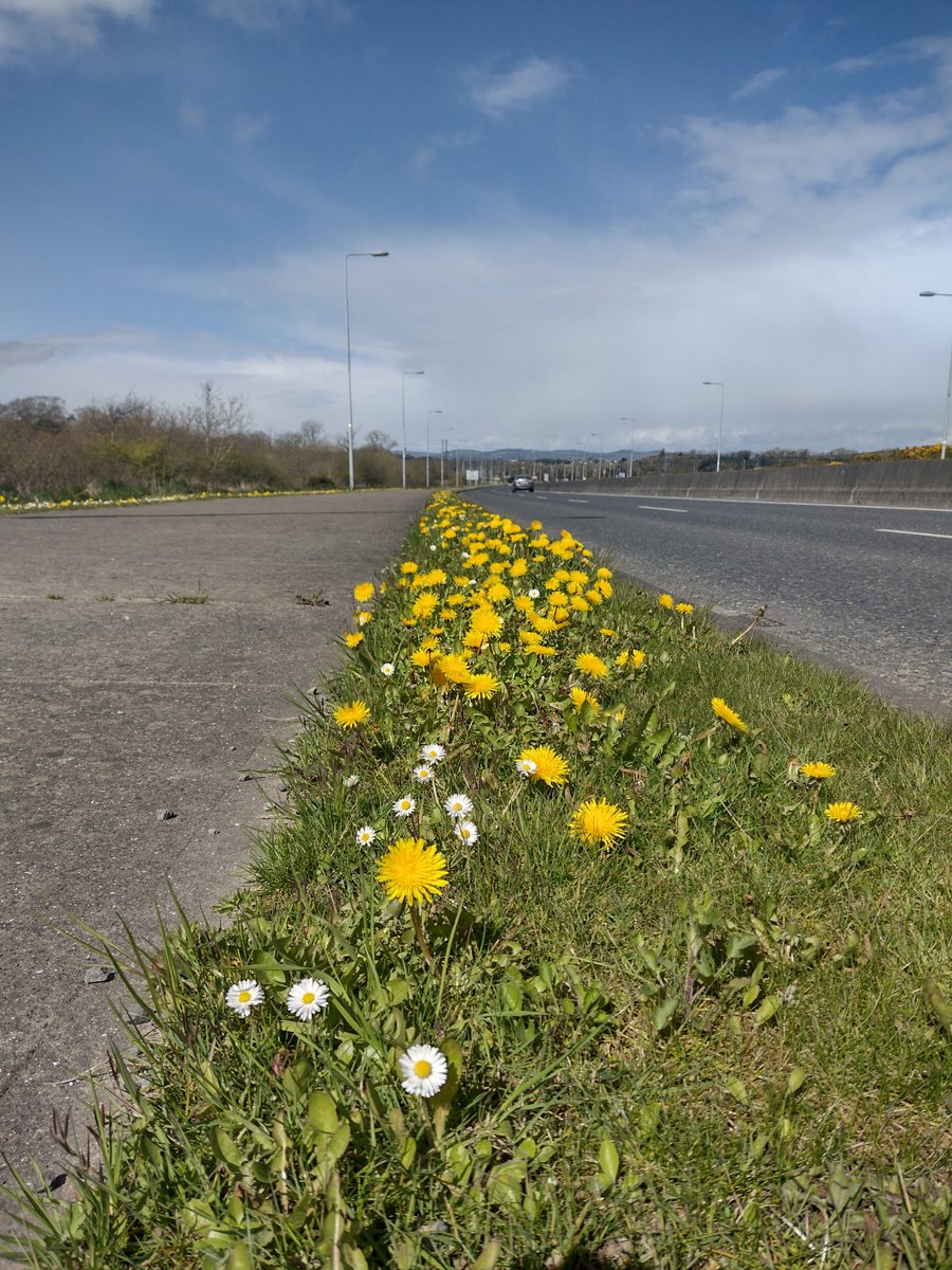 Well over 10km of amazing pollinator corridors along the ring road in Waterford City! Congratulations to @WaterfordCounci  Fantastic location for a short-flowering meadow cut every 4-6 weeks. #LetDandelionsBee #PlantsToCelebrate