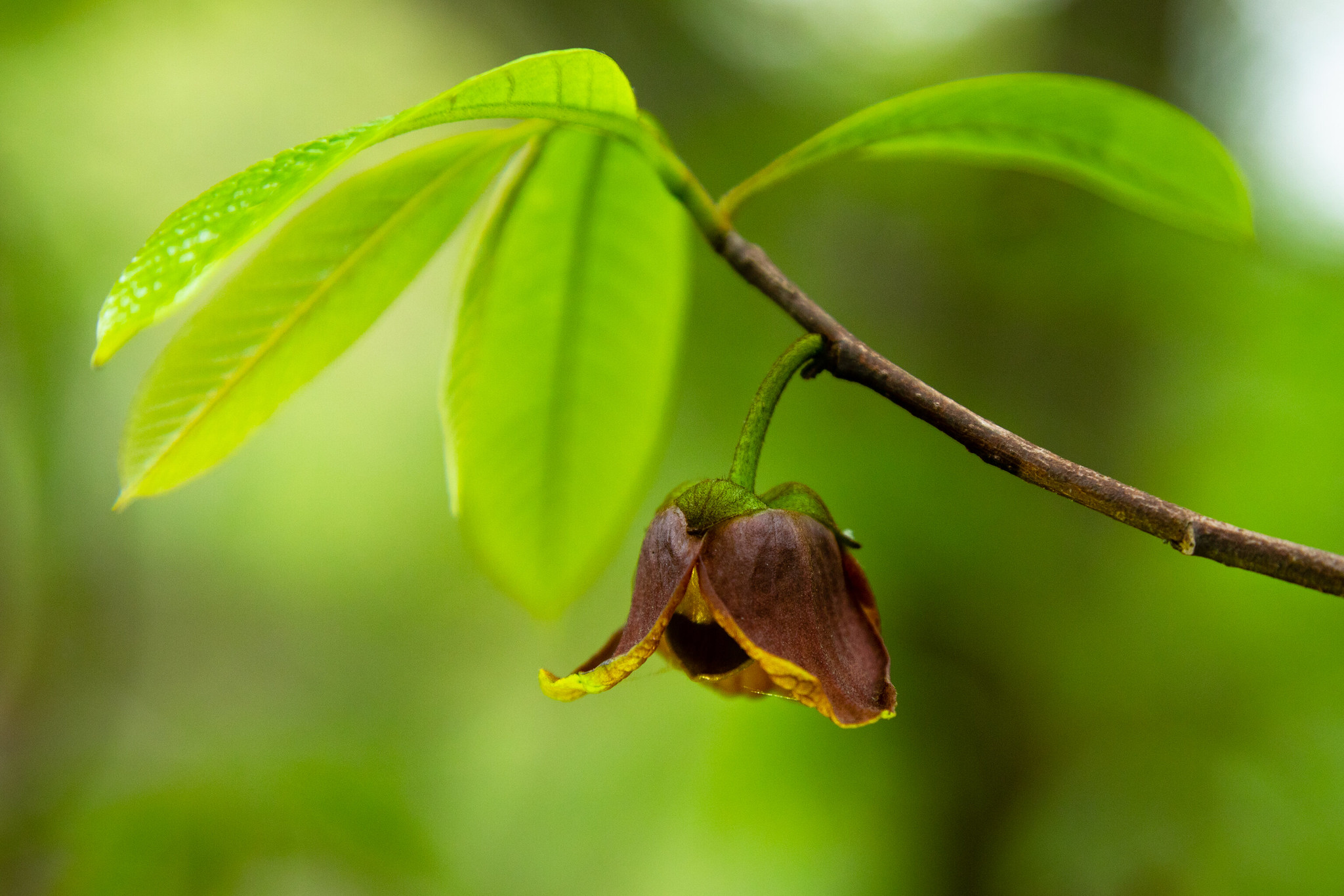 Chesapeake Bay Program on Twitter "Paw paw flowers create foul