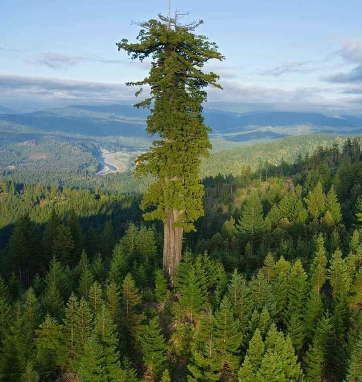 Hyperion, the world's tallest living tree.
Hyperion is the name of a coast redwood (Sequoia sempervirens) in California that was measured at 115.92 m (380.3 ft), 
which ranks it as the world's tallest known living tree.🌲
#Nature #Savetrees