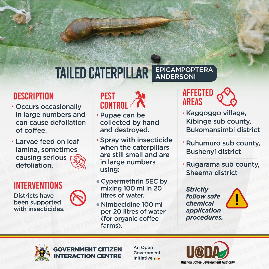 Coffee farmers in Bukomansimbi, (Kaggogo) Bushenyi (Ruhumuro) &amp; Sheema (Ruhumuro), look out for the Tailed caterpillar (Epicampoptera Andersoni).