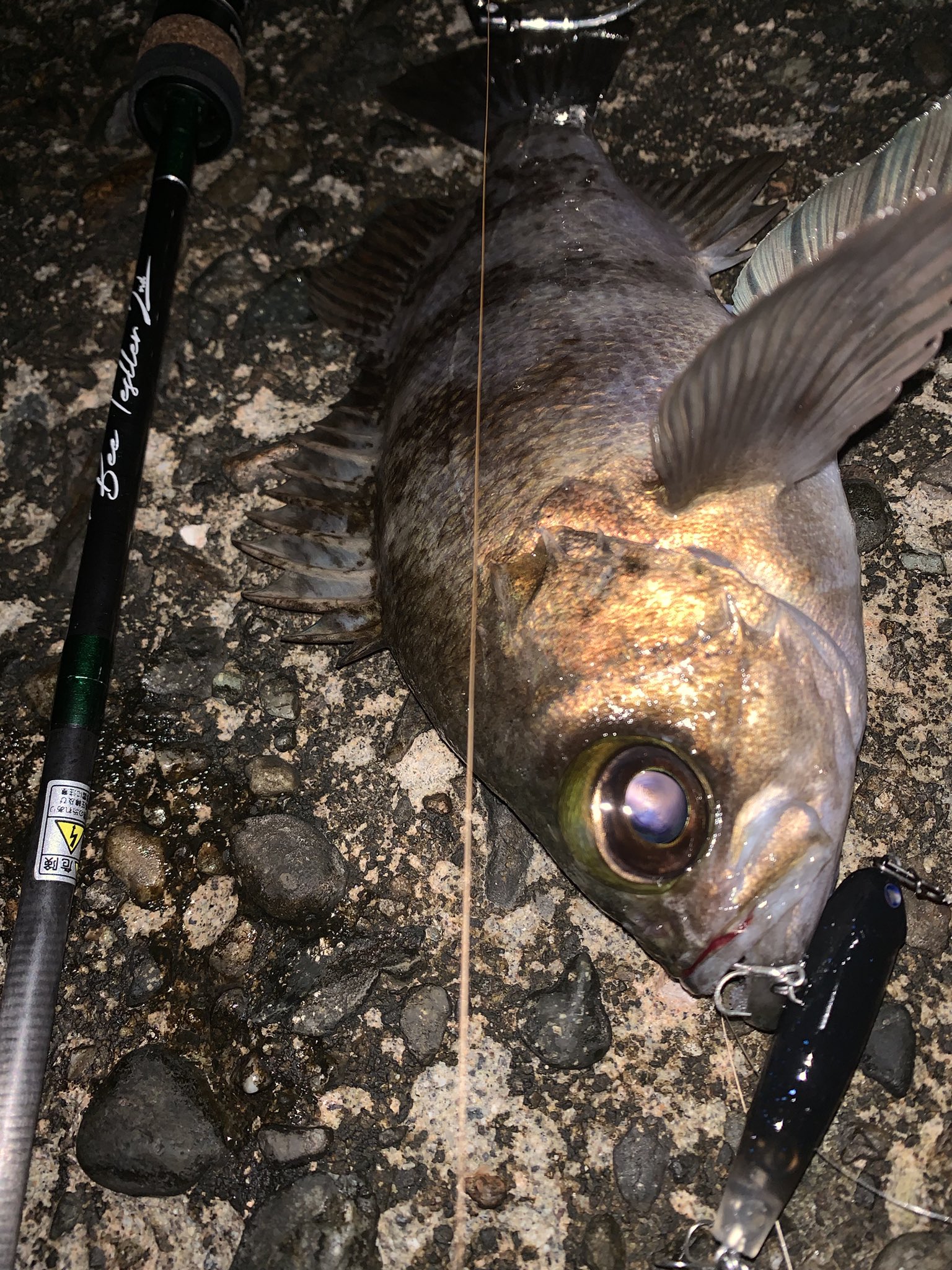 スネコン50s Twitter Search Twitter