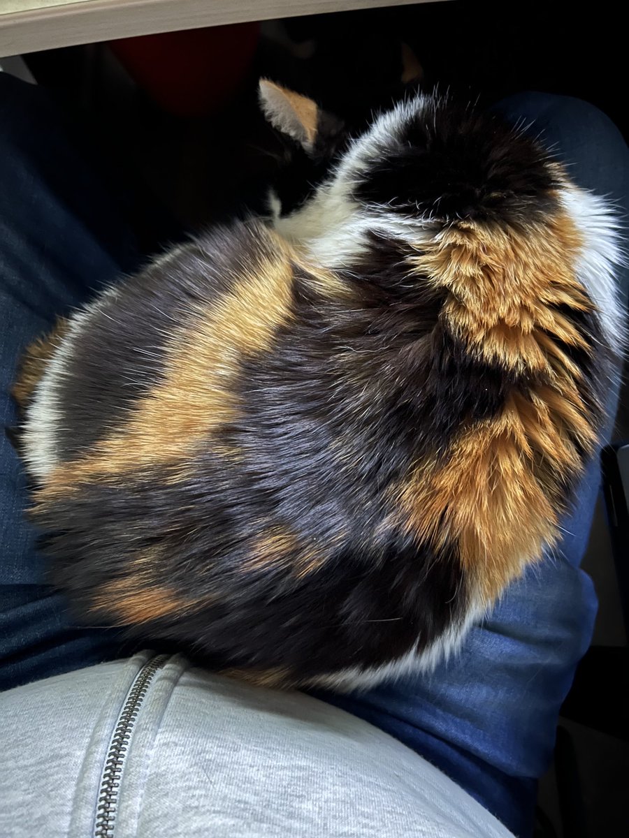 FelixSchlang's tweet photo. Right now in the WAI Studio. ❤️
#StreamingCat #Cookie https://t.co/ETaKvWSOjl