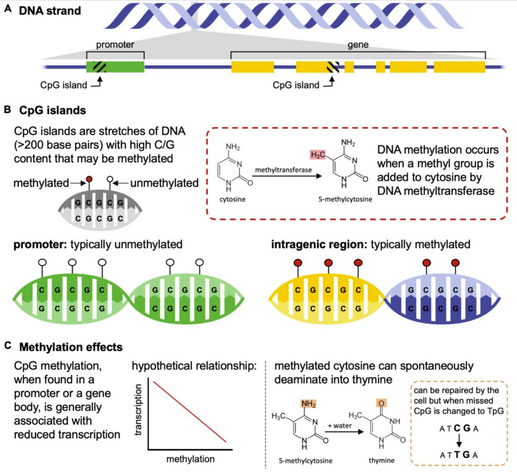 Janna Willoughby (@jannawilloughby) on Twitter photo Thanks to PhD student Gina Lamka's leadership, we have a great new paper out exploring the power of epigenetics in ecology, evolution, and conservation @AvrilMHarder <a href="/schwartz_lab/">SchwartzLab</a> @markrchristie <a href="/AndrewDeWoody/">J. Andrew DeWoody</a> (and Mekala Sundaram)
doi.org/10.3389/fevo.2β¦ π Thanks to PhD student Gina Lamka's leadership, we have a great new paper out exploring the power of epigenetics in ecology, evolution, and conservation @AvrilMHarder <a href="/schwartz_lab/">SchwartzLab</a> @markrchristie <a href="/AndrewDeWoody/">J. Andrew DeWoody</a> (and Mekala Sundaram)
doi.org/10.3389/fevo.2β¦ π