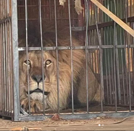 wraithfodder's tweet photo. from @uanimals.official's IG account today
'We continue to evacuate animals from the Feldman Ecopark. The UAnimals team continues to help evacuate animals from the Kharkiv Ecopark. Our volunteers were able to rescue three lions and one tiger from the Ecopark.'
#ukrainezoo https://t.co/dsc7EhfTun