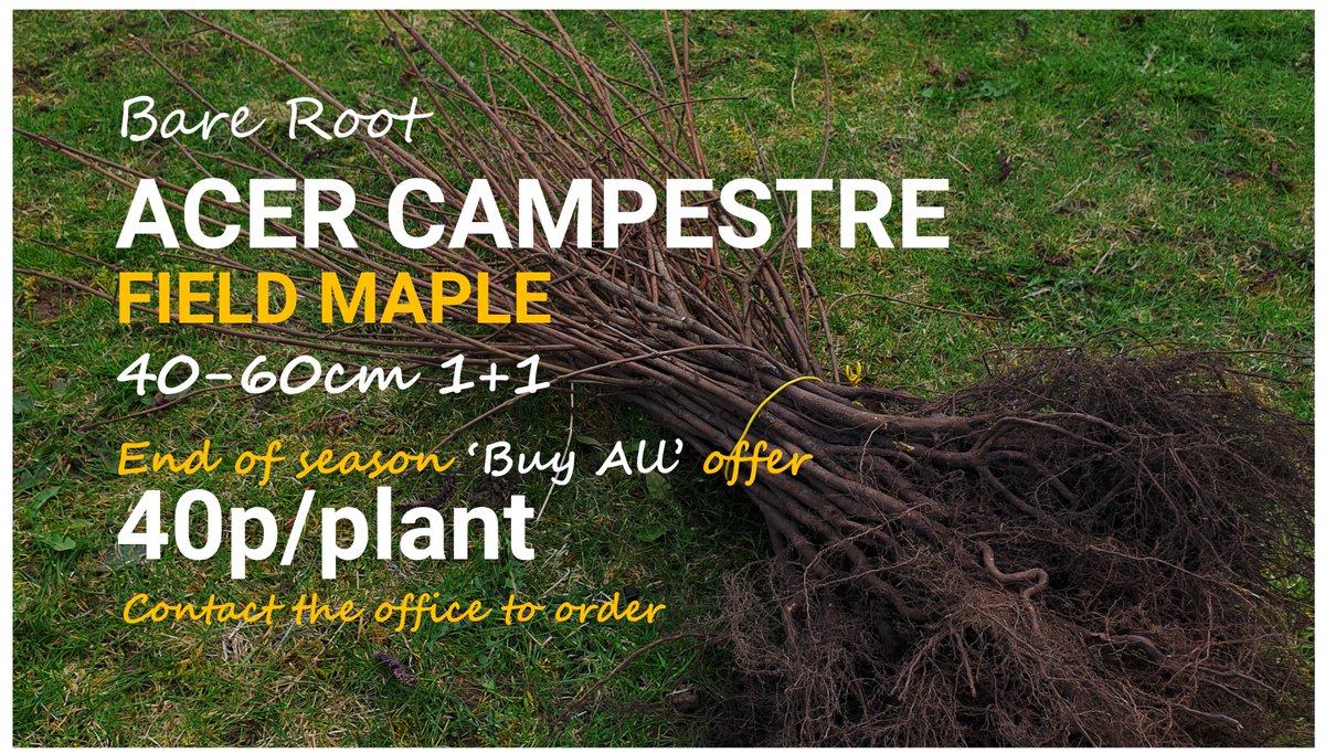 bhtnursery's tweet photo. #PlantSale #FieldMaple We have a pocket of #Acercampestre 40-60cm 1+1 stock available at an end of season special price to buy all 450 plants at 40p/plant.  Call the office to order.
https://t.co/dvxsvVwSO1
#trees
#barerootplants
#farming
#forestry
#landscaping
#estatemanagement https://t.co/LPnX7MSSRb