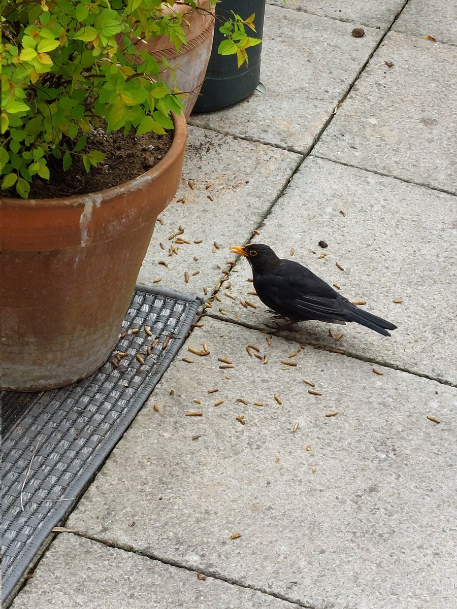 Morris_Oxford's tweet photo. I'm at @debsa and @WH1SKS's house. This is Bob, their resident blackbird. He does not have any qualms about meeting people. Qualms he does not have. #qualms https://t.co/ZrDfH81qnX