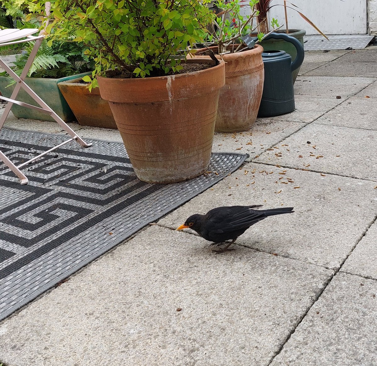 Morris_Oxford's tweet photo. I'm at @debsa and @WH1SKS's house. This is Bob, their resident blackbird. He does not have any qualms about meeting people. Qualms he does not have. #qualms https://t.co/ZrDfH81qnX