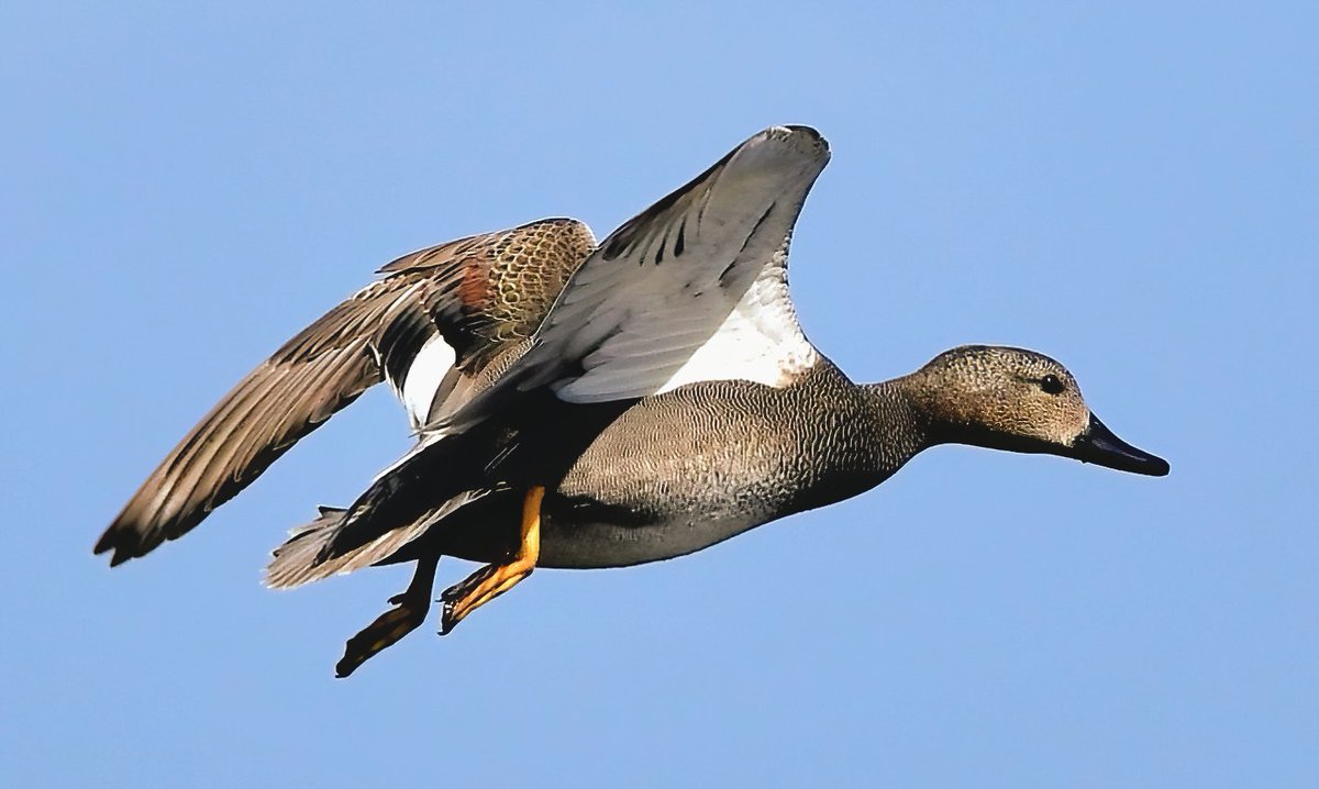 PeterMClayton's tweet photo. This Gadwall was battling the very strong winds we had yesterday. It was hardly progressing. Note the angle of the wings https://t.co/bRq2I1Eg0D