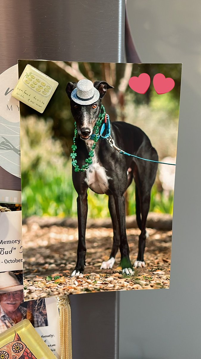 sswaaley's tweet photo. @Houndsavers - this latest photo of our sponsor dog Hilton is beyond adorable. Such a cute hat! We love these photos and letters! https://t.co/KeM3xvhkcL