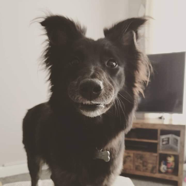 JohnDaffern2's tweet photo. My dog Skye hasn't been found she's been out all night in an area she is unfamiliar with, she's alone &amp; scared. She has been spotted a few times near   the golf course in dalkeith but nothing since last night. She could be absolutely anywhere *Copied*  - #Midlothian #EH22 https://t.co/jbrBvjz321