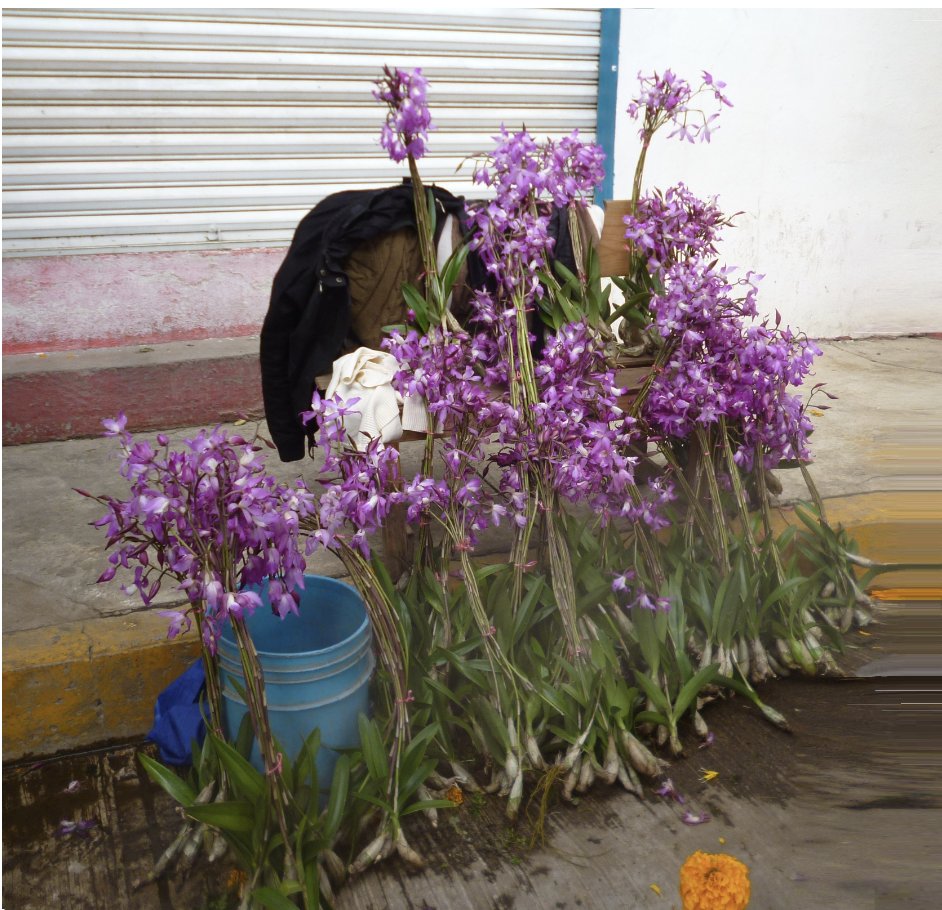 IUCN_Orchids's tweet photo. We know harvesting wild #orchids threatens species globally, but...  Can it ever be sustainable?

Study suggests traditional techniques in #Mexico might support livelihoods, culture &amp; #conservation

Blog--> https://t.co/OFSRBiFMjU

@uaemorelos @fciencias @IUCNSULi @CommunitiesIWT https://t.co/6xfyGl4jEi