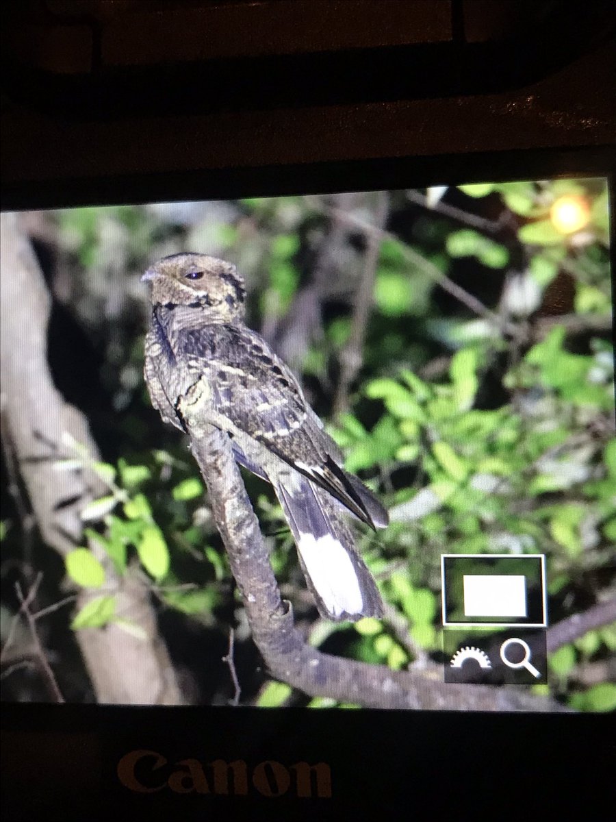 Awesome evening #birding tonight here in Bali getting Bali year tick #266 - Large-tailed Nightjar. 

#birdwatching #nightjar #BirdTwitter #BirdsSeenIn2022 #birds #TwitterNatureCommunity
