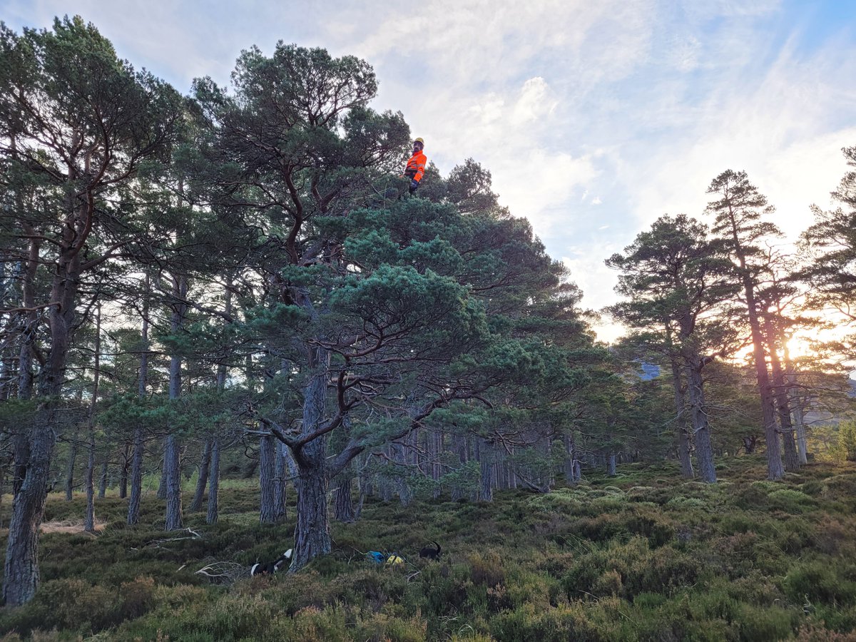 ForestryLS's tweet photo. Need some lunchtime reading material? Our blog features articles from across our organisation, from collecting seeds in the Cairngorms to managing landscapes in Galloway, and growing saplings to clearing storm damage. 

Read on at: https://t.co/LqiAWiHGMM https://t.co/dIzYbSdcFm