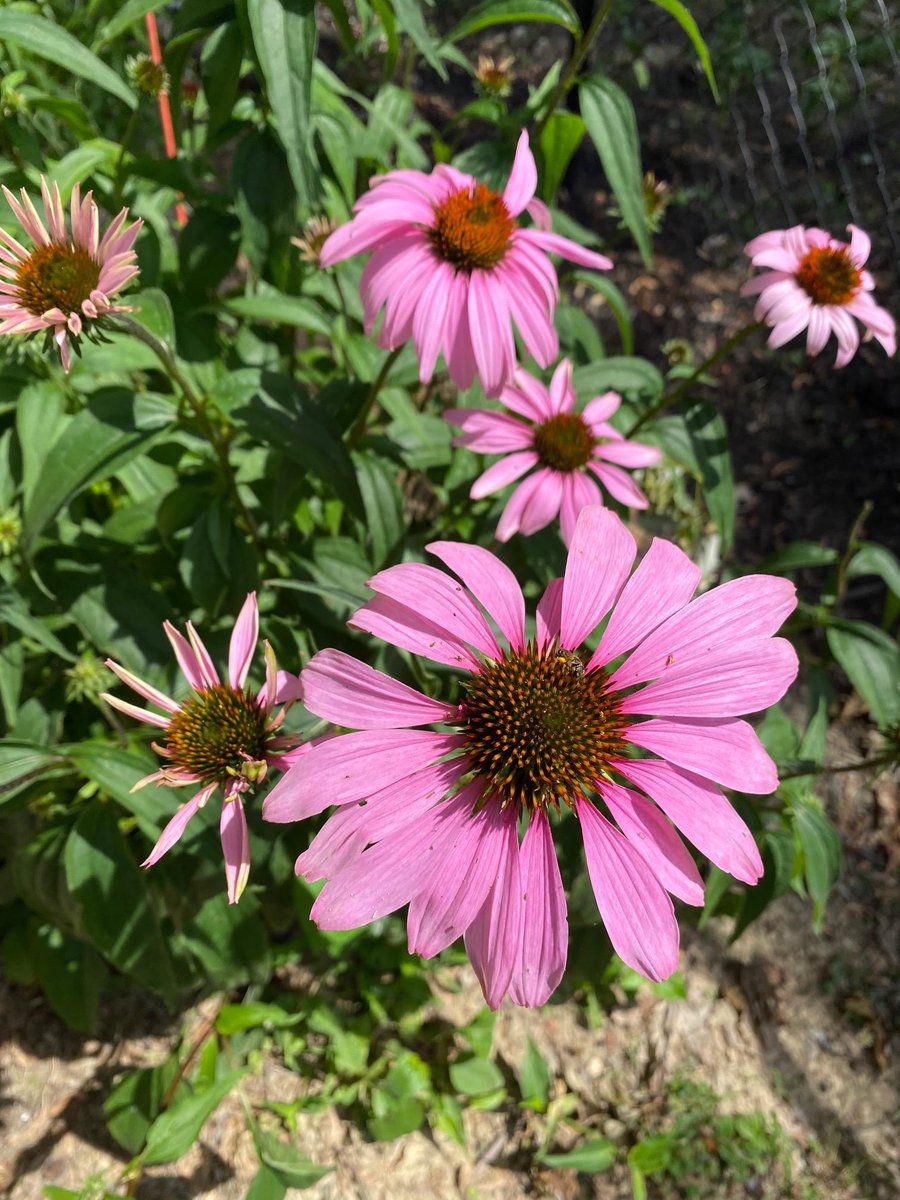 Ohio Native Plants of Distinction # 1 Purple Coneflower (Echinacea purpurea). Important plant 4 pollinators, provides pollen &amp; nectar.  Seeds are a favorite of Goldfinches and Chickadees.  #OhioNativePlantMonth ow.ly/L2ol50IqktY