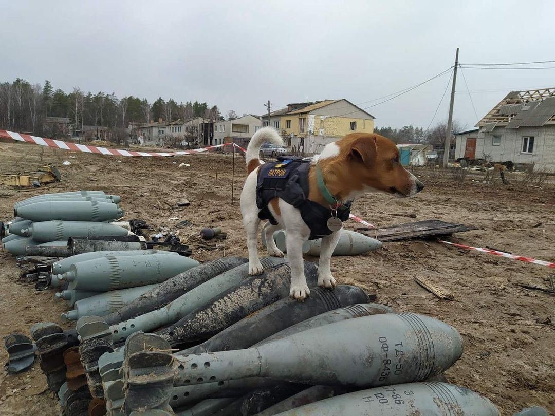 Пес патрон