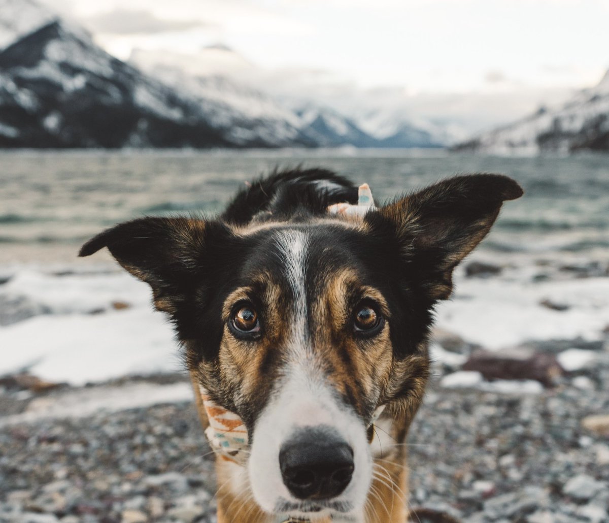 Chossy is a little sus about us sleeping in our car tonight but I’m sure she will come around 🚘 #dogsoftwitter #dog #camping
