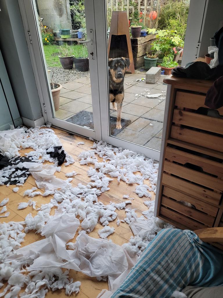 Declan Connolly 🇮🇪🇵🇸 tweet media