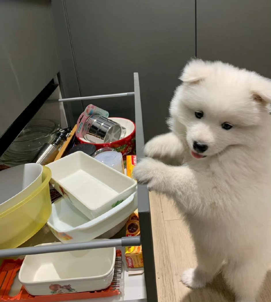 Charming_Dog's tweet photo. Washing dishes https://t.co/zk1voCBAau