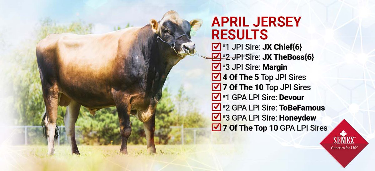 Semex's tweet photo. Jersey Fans... Check out our April 2022 Reference Guide and deep dive into all the great 200JE sires ready for you! https://t.co/qZoLvzNQLI
#jerseysrock #semexgfl #buildyourbestbusiness https://t.co/hB7w5KLEeB