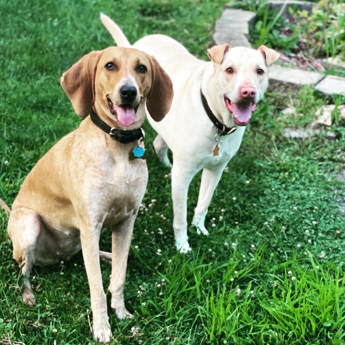 srta_arend's tweet photo. @GoWHS_Classof22 Dixie &amp; Bo 🥰 https://t.co/VtYzH0yond