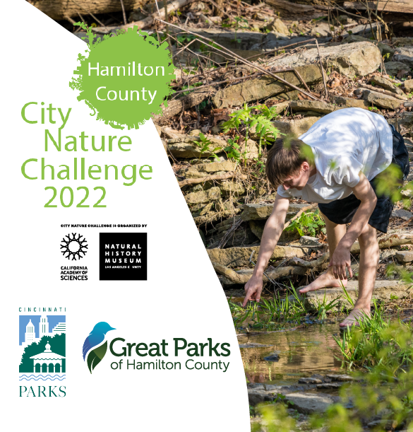 Great Parks (@greatparks) on Twitter photo Director of Natural Resources Jessica shares tips to help you prepare for the #CityNatureChallenge on our blog: blog.greatparks.org/2022/03/whats-…
Be sure to download the <a href="/inaturalist/">iNaturalist</a> app & help us win bragging rights for Ohio during the @citnatchallenge starting April 29–May 2! #bioblitz Director of Natural Resources Jessica shares tips to help you prepare for the #CityNatureChallenge on our blog: blog.greatparks.org/2022/03/whats-…
Be sure to download the <a href="/inaturalist/">iNaturalist</a> app & help us win bragging rights for Ohio during the @citnatchallenge starting April 29–May 2! #bioblitz