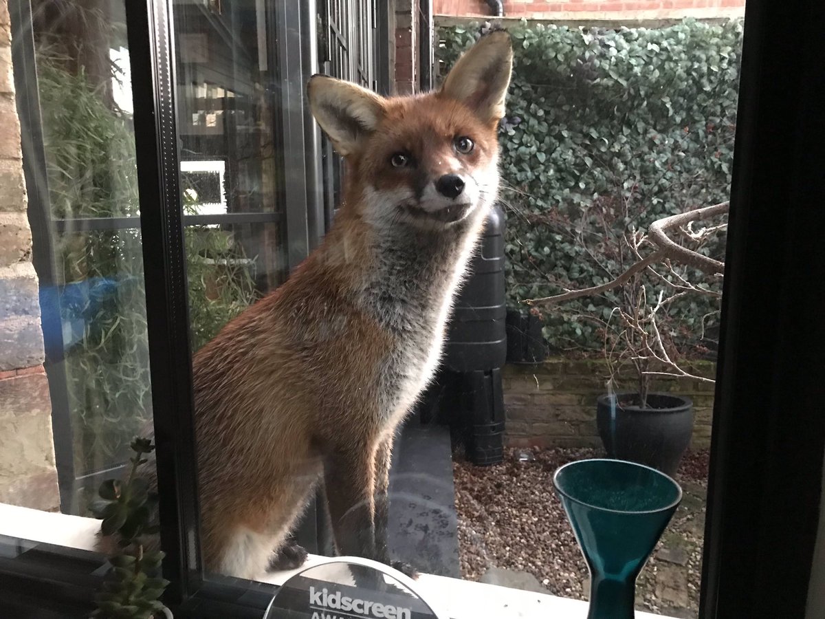 faceatthewindow's tweet photo. @ChrisGPackham #FoxOfTheDay https://t.co/O6slJOV4uG