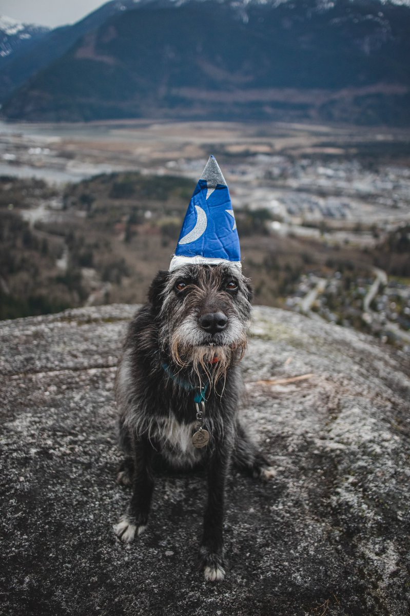 Sully, Quest & Arla tweet media