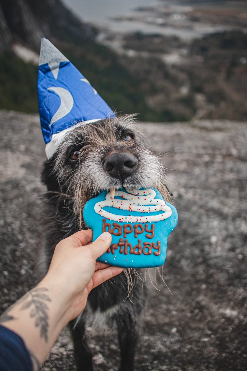 Sully, Quest & Arla tweet media