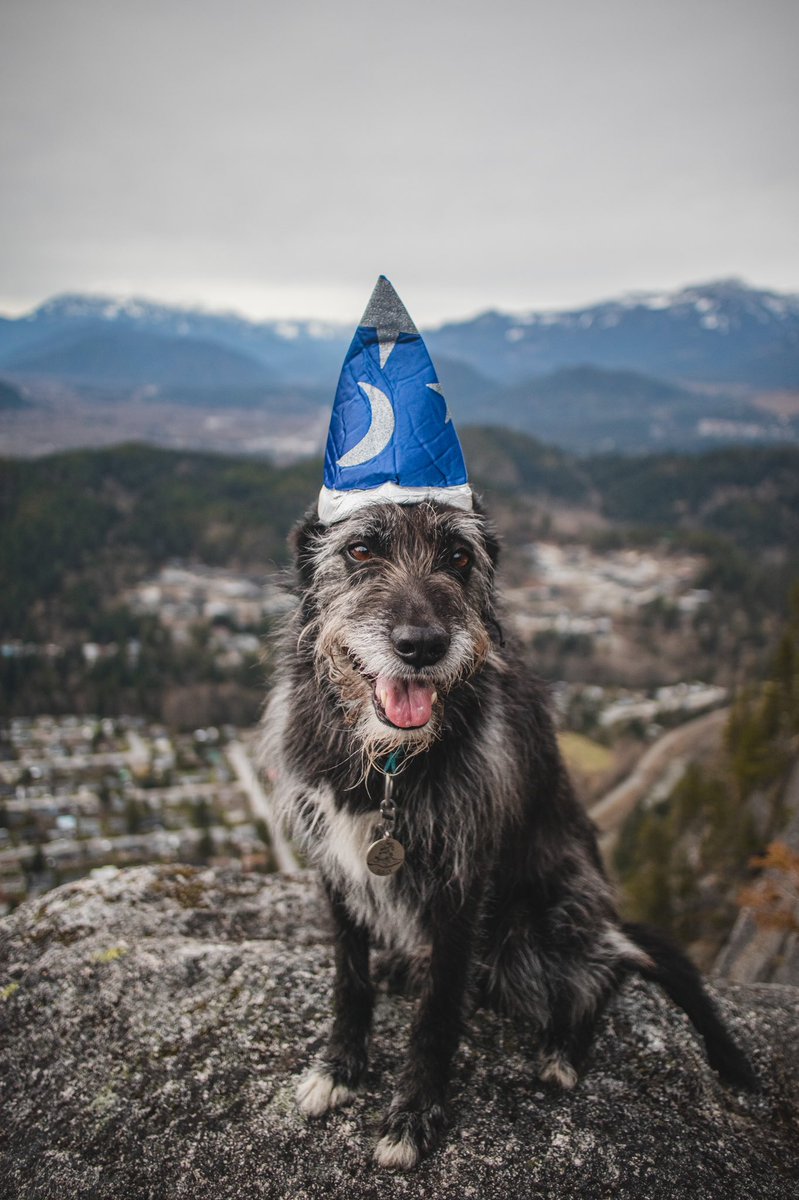 Sully, Quest & Arla tweet media