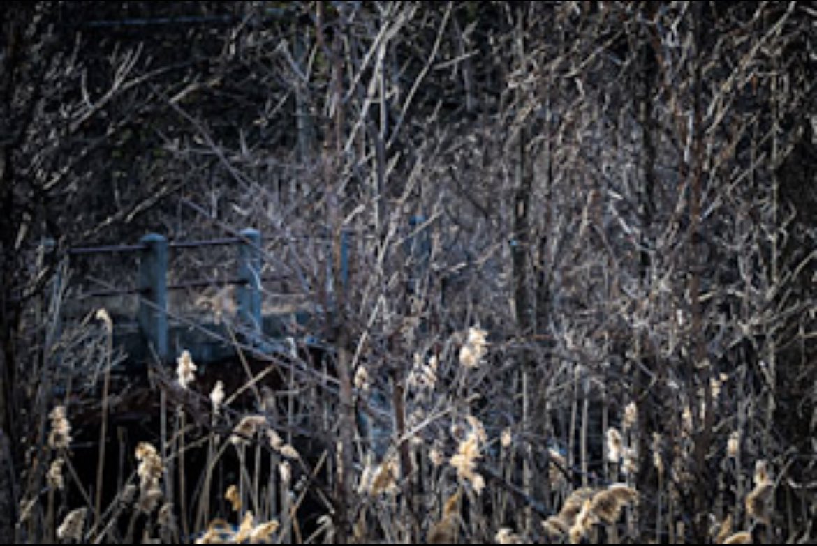 ob_smith's tweet image. 