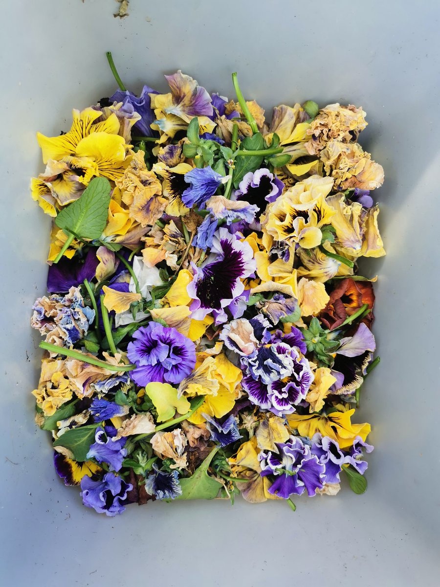 How pretty does the bin look 🏵️ #pansies #flowers #cuttingback