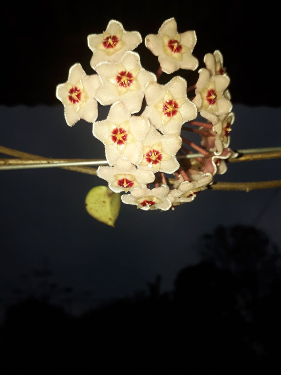 पातमात्र हेर्दापनि मनपरेको यो फूल घरमा पहिलोपटक फुलिराछ मन त्यसै मख्ख के😊
#Honeyplant
#plantlover