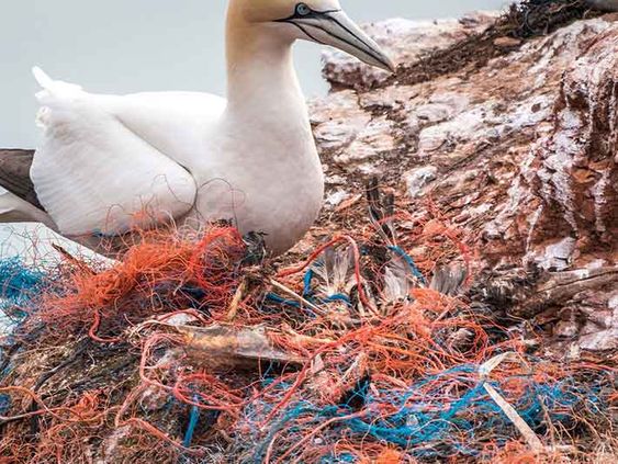 avoidpollution_'s tweet image. "The Effect of Plastic Waste on Marine Life"- Today, we commonly use a range of plastic products in everyday life. Due to their lightweight and durable qualities we find plastics in a host of different products. Unfortunately, plastic ends up in the marine environment. #plastic