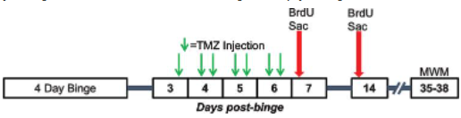 Brain Plasticity tweet media