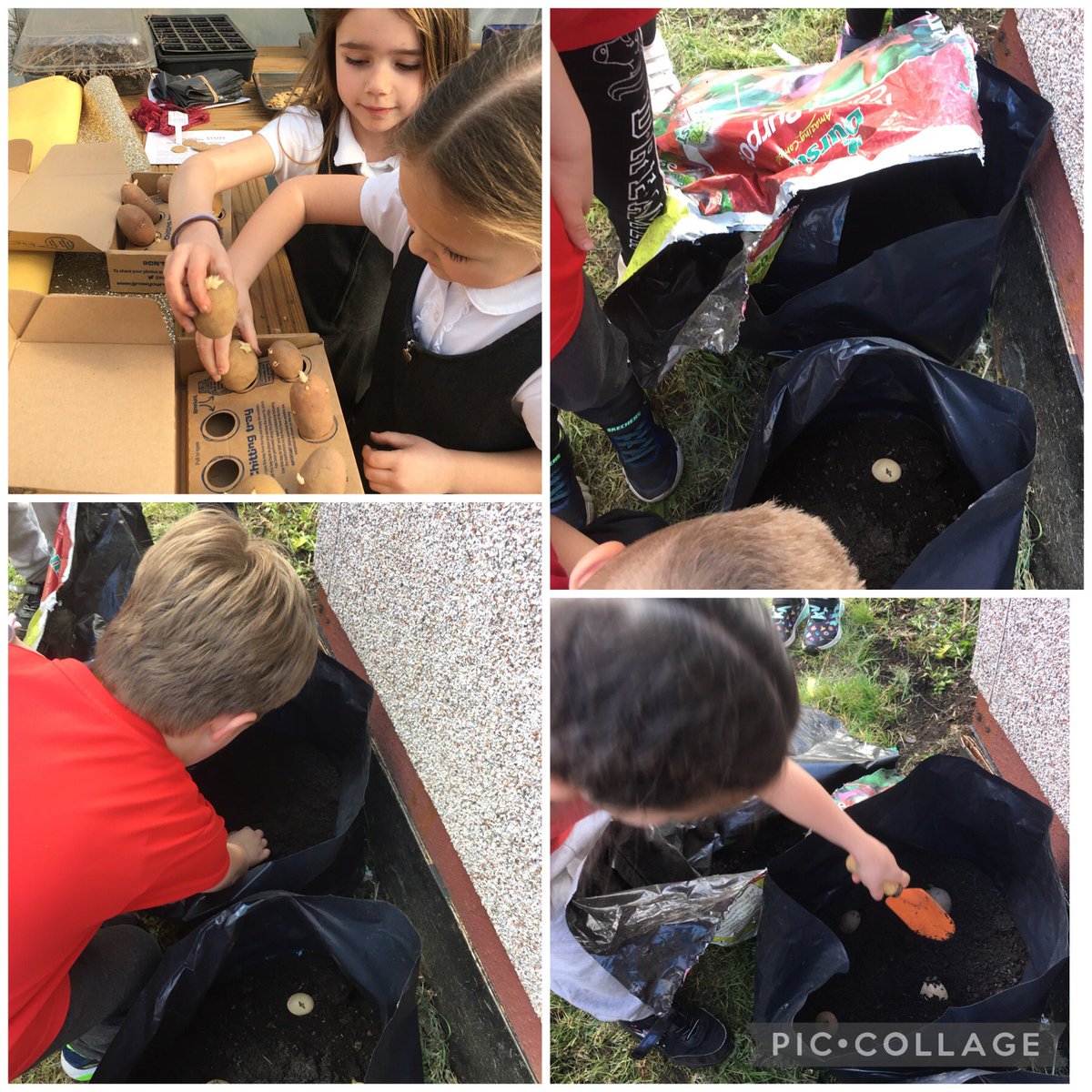 <a href="/PengamYear1/">Pengam Year 1</a> <a href="/EcoSchoolsWales/">Eco-Schools Wales</a> Thank you @potatoes4school year 1 put their potatoes out to chit and today we planted them out in the beautiful spring sunshine. We are looking forward to seeing if they have sprouted after the Easter break. 🥔