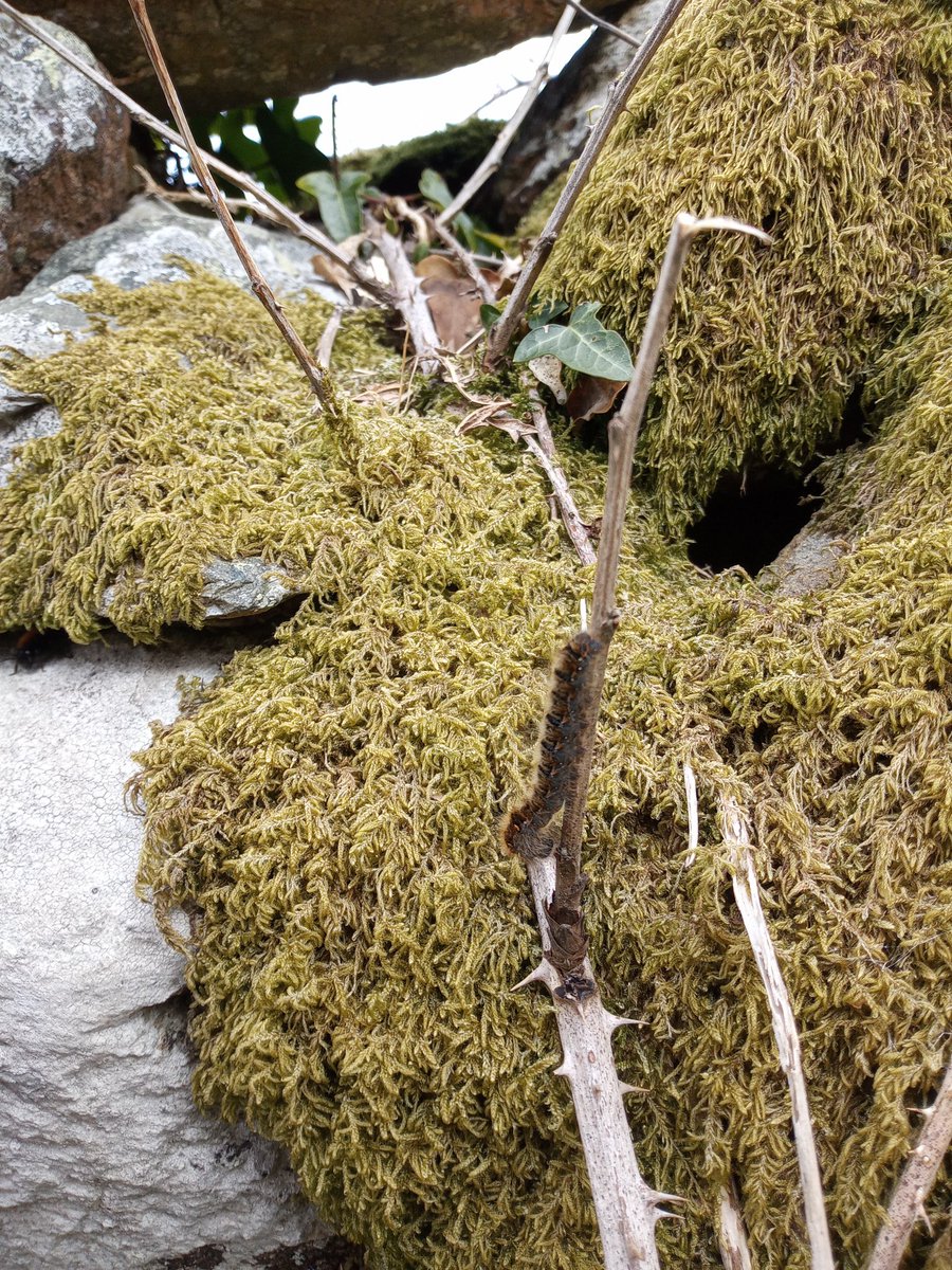 KarenDurber's tweet photo. My local patch (dog walk)
The small world is waking up. A first for me - Tawny mining bee (fab orange colour) plus the common lizards are starting to warm themselves up. Unsure of the caterpillar ๐ค #nature #homepatch #walking #bees #wildlife #entemology #outdoors https://t.co/ykxQE4rEOj