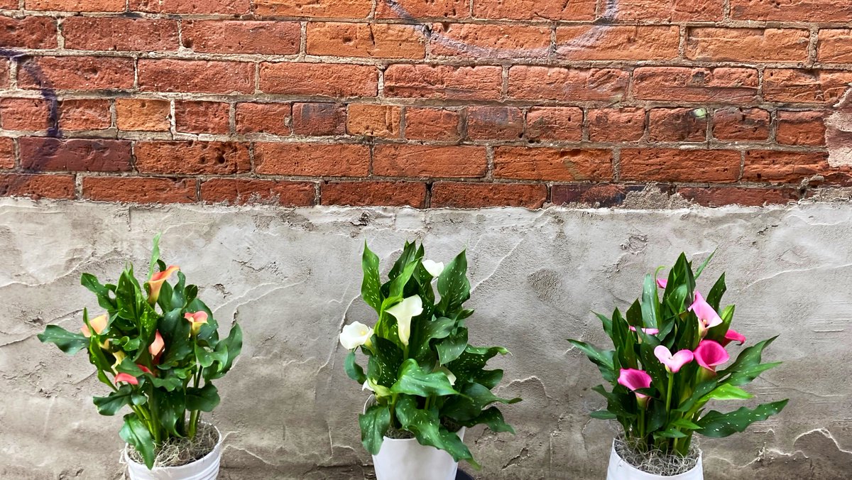Easter is almost here! Our latest blog post features great gift ideas so you can play Easter Bunny to all your besties. ecostems.ca/blog/easter202…