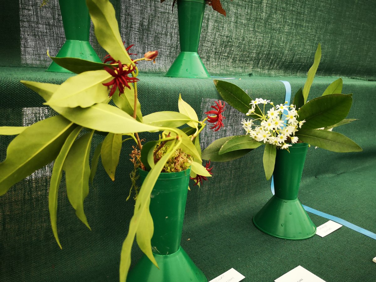 Windsor Great Park tweet media