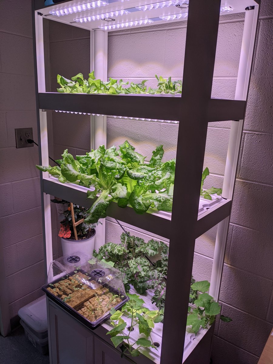 Ms. Melissa Haigler's culinary and foods classes have learned how to grow food in a hydroponics system this semester. They use the food they grow in their cooking lessons after preparing the seed pods and tending the plants. A full circle culinary experience! 🥬🥬🥬