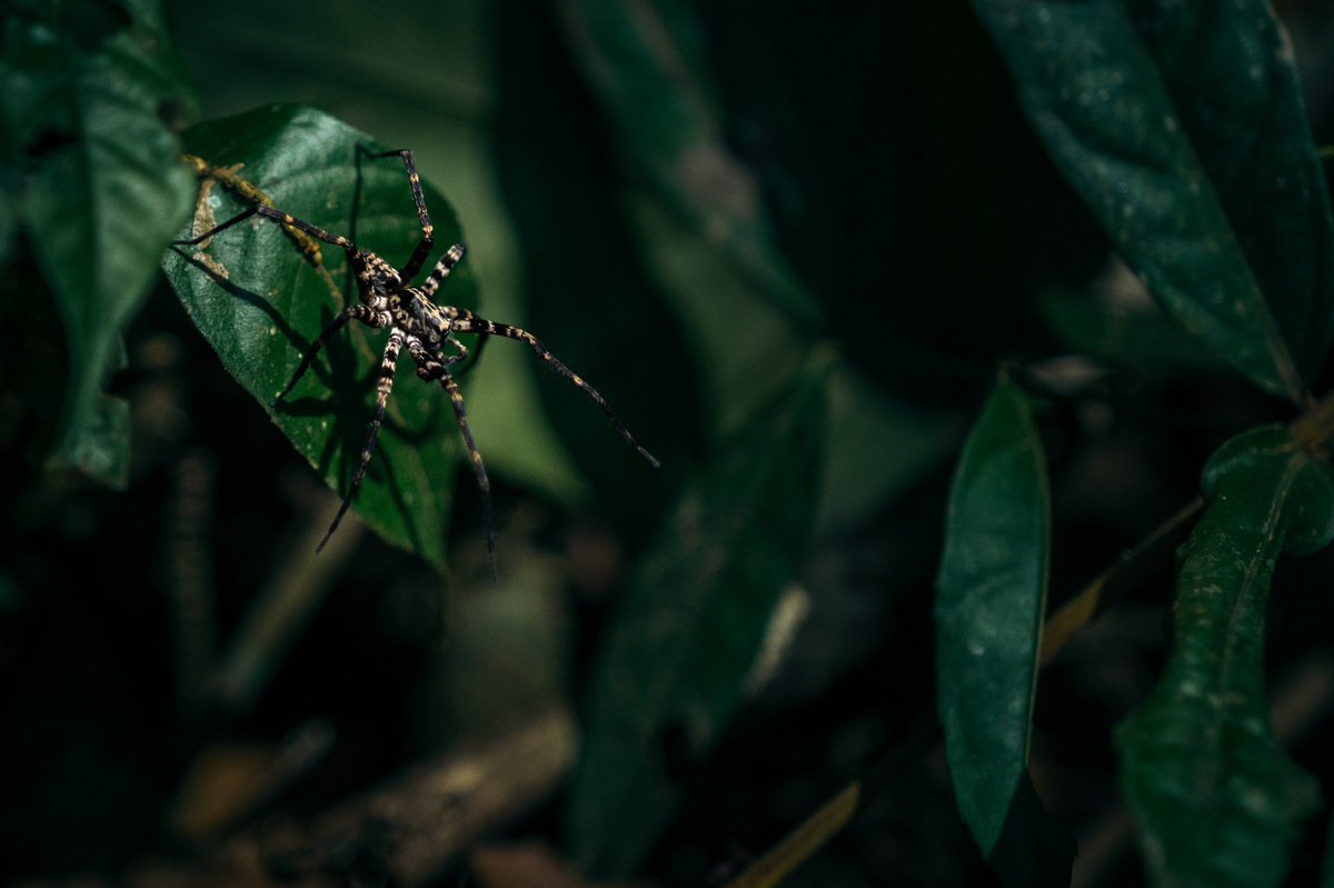 CarlosGoNFT's tweet photo. A wolf spider waiting for its prey at Tambopata National Reserve https://t.co/T24dtzGVwY