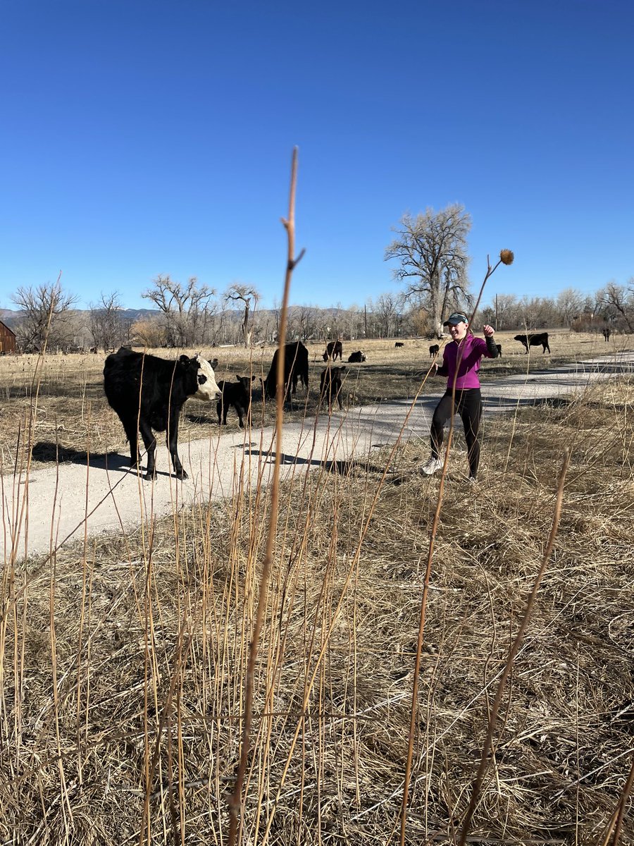 JWLevitt's tweet photo. Had some company on the trail today. #KeepMooving 🐮🤠 https://t.co/2vjrtJzwOS