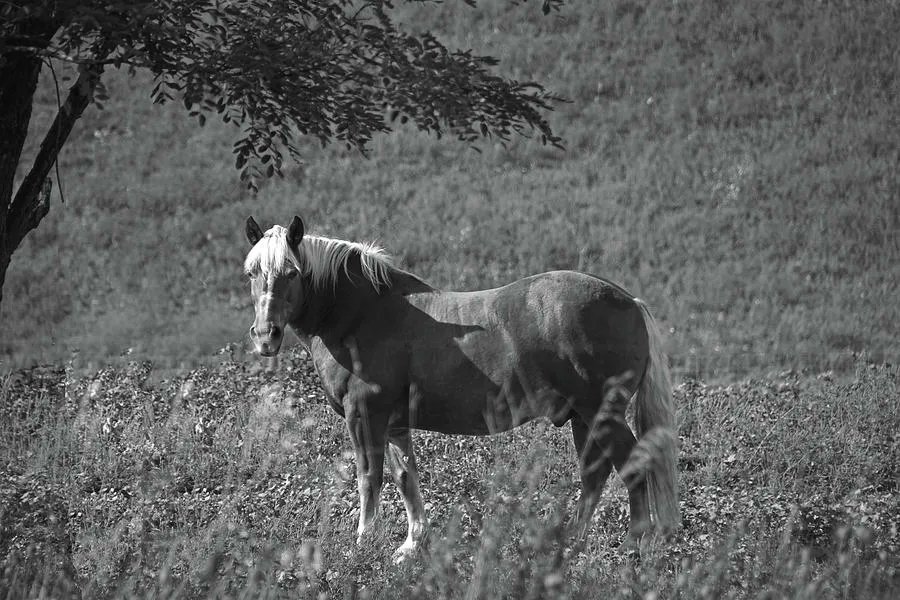 Horse in Black and White, mikeandangela-murdock.pixels.com/featured/horse… #Photography #horses #SpringForArt #ThisSpringBuyArt #animals #cuteanimals #horsepictures