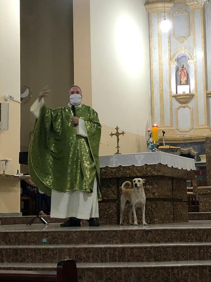 This is father João Paulo Araujo Gomes 

In Brasil, he takes abandoned dogs off the streets, feeds them, cleans them, and gives them shelter.

Then, he presents them at Mass to help them get adopted.

Dozens of dogs have already found their forever home thanks to him.

🇧🇷❤️