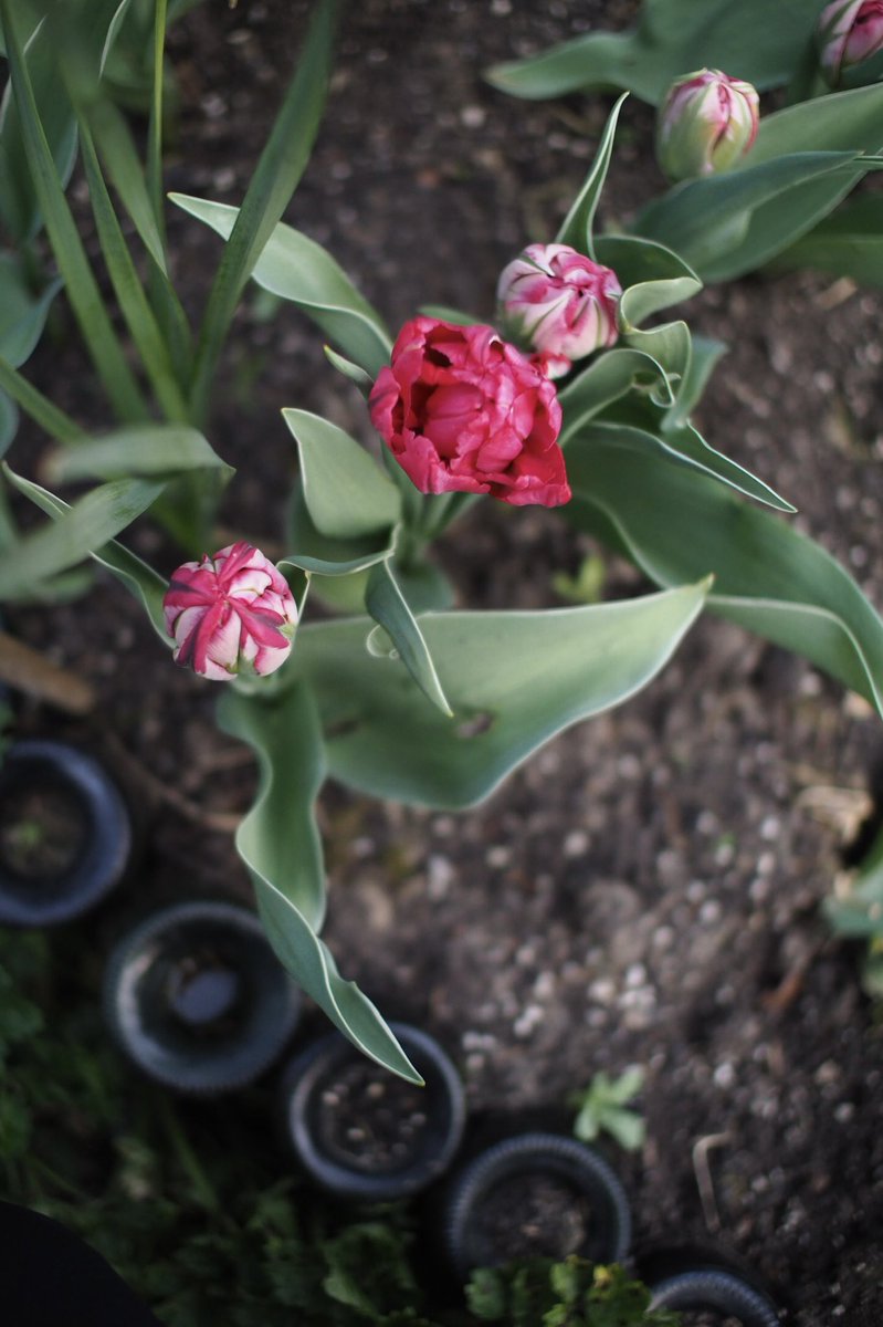 A lengthy list of garden jobs for the weekend but today, I’m just taking the time to enjoy the spring in full swing in the garden 💕🌷 #flowersonfriday