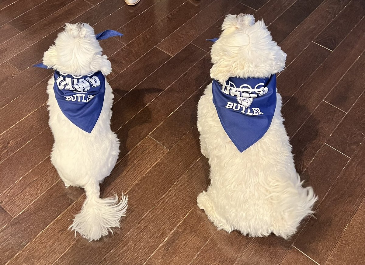 MarabethPereira's tweet photo. Mookie &amp; Coda got mail from #ButlerBlue! #ButlerBound @butleru https://t.co/0KOa3RLJ53