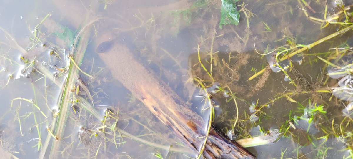Good luck lil tadpoles! Today our tadpoles were released to the wild! I'm sure they'll be missed 💚🐸