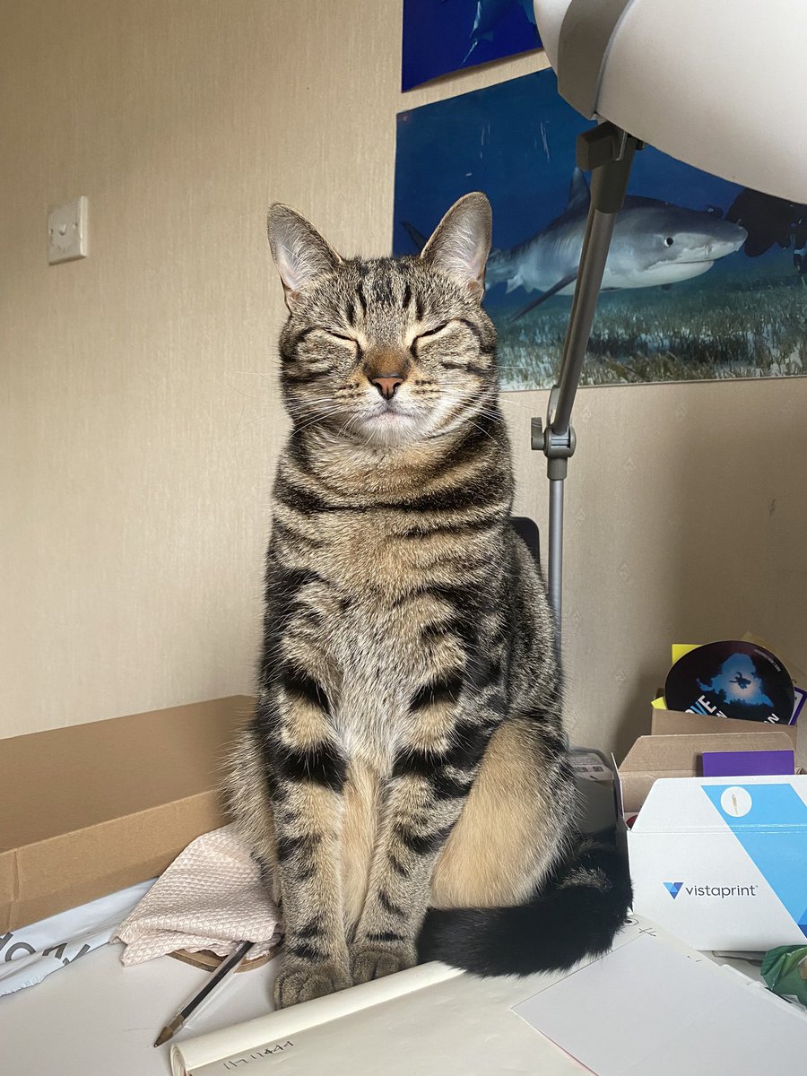 WonderWordTrain's tweet photo. Super chill cat #FridayVibes https://t.co/AmqvNNMmJY